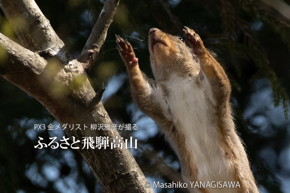 春の飛騨高山(二ホンリス)　撮影・柳沢雅彦
