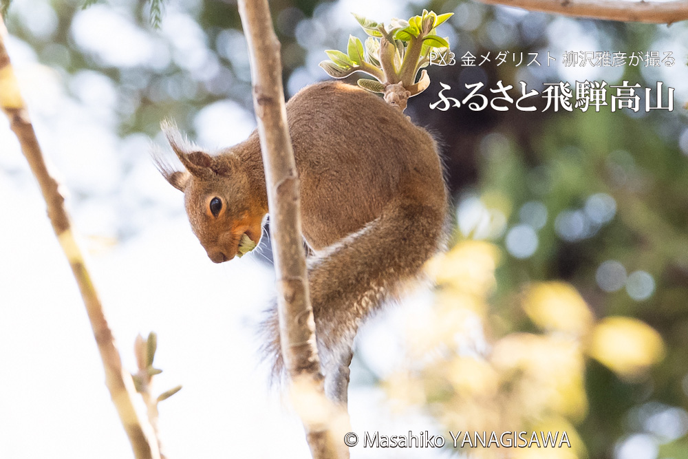 春の飛騨高山(二ホンリス)　撮影・柳沢雅彦
