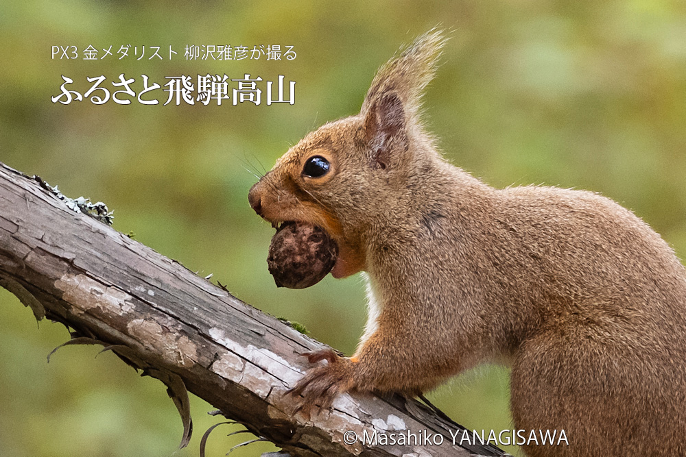 春の飛騨高山(二ホンリス)　撮影・柳沢雅彦