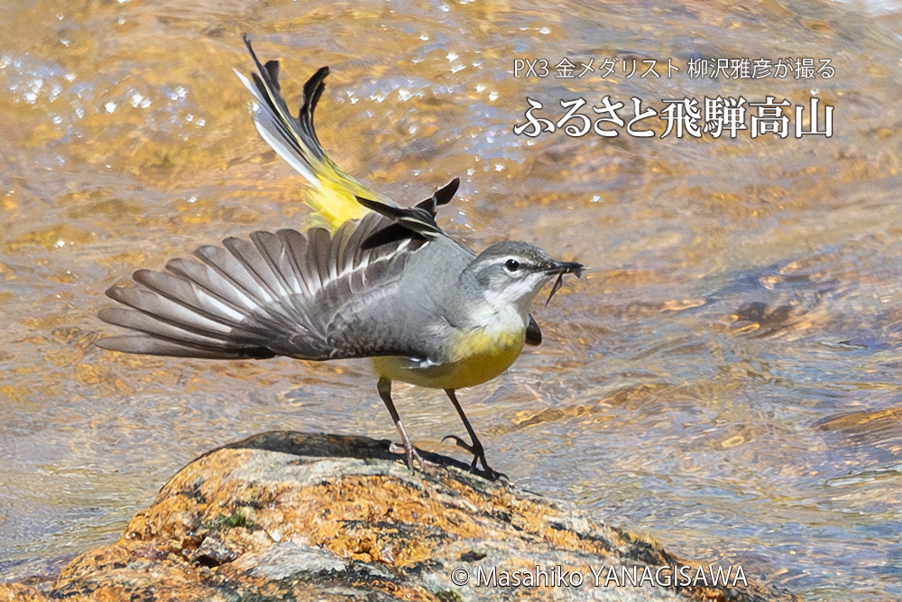 春の飛騨高山(キセキレイ)　撮影・柳沢雅彦