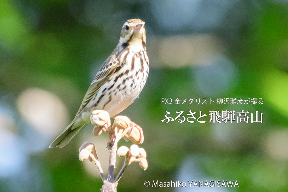 春の飛騨高山(ビンズイ)　撮影・柳沢雅彦