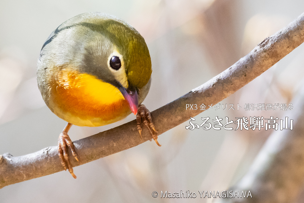 春の飛騨高山(ソウシチョウ)　撮影・柳沢雅彦