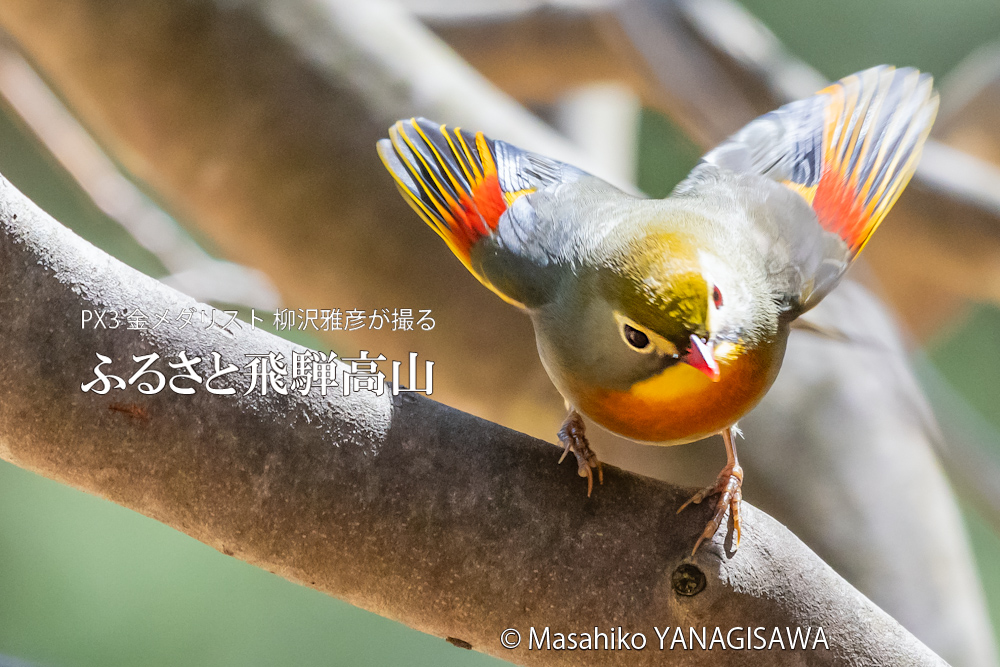 春の飛騨高山(ソウシチョウ)　撮影・柳沢雅彦