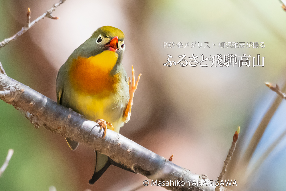 春の飛騨高山(ソウシチョウ)　撮影・柳沢雅彦