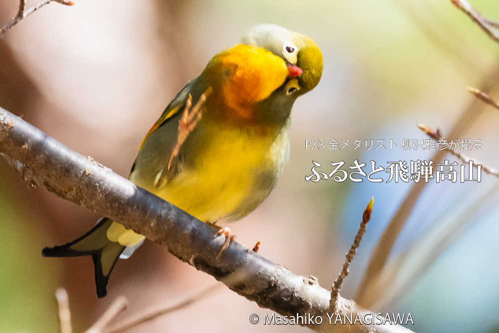 春の飛騨高山(ソウシチョウ)　撮影・柳沢雅彦