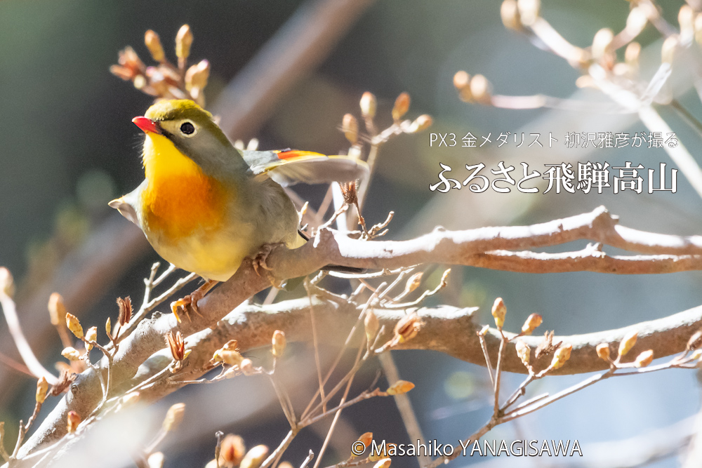 春の飛騨高山(ソウシチョウ)　撮影・柳沢雅彦