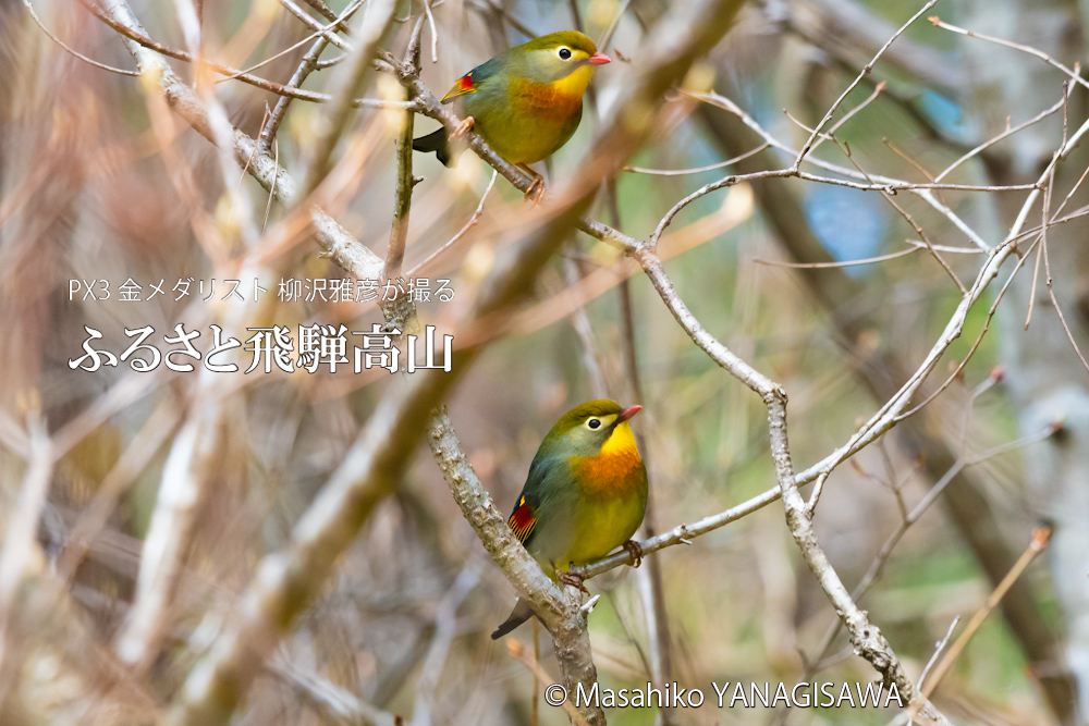 春の飛騨高山(ソウシチョウ)　撮影・柳沢雅彦