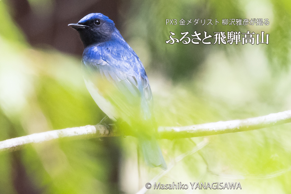 春の飛騨高山(オオルリ)　撮影・柳沢雅彦