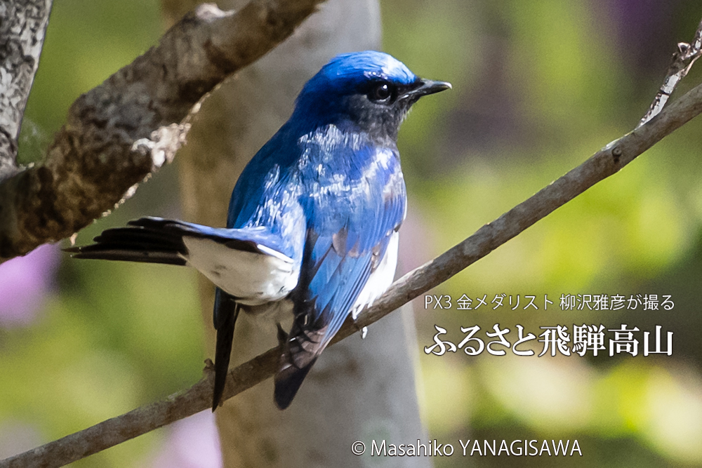 春の飛騨高山(オオルリ)　撮影・柳沢雅彦