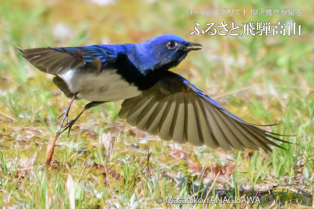 春の飛騨高山(オオルリ)　撮影・柳沢雅彦