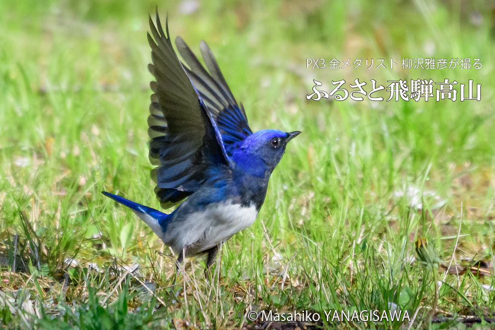 春の飛騨高山(オオルリ)　撮影・柳沢雅彦