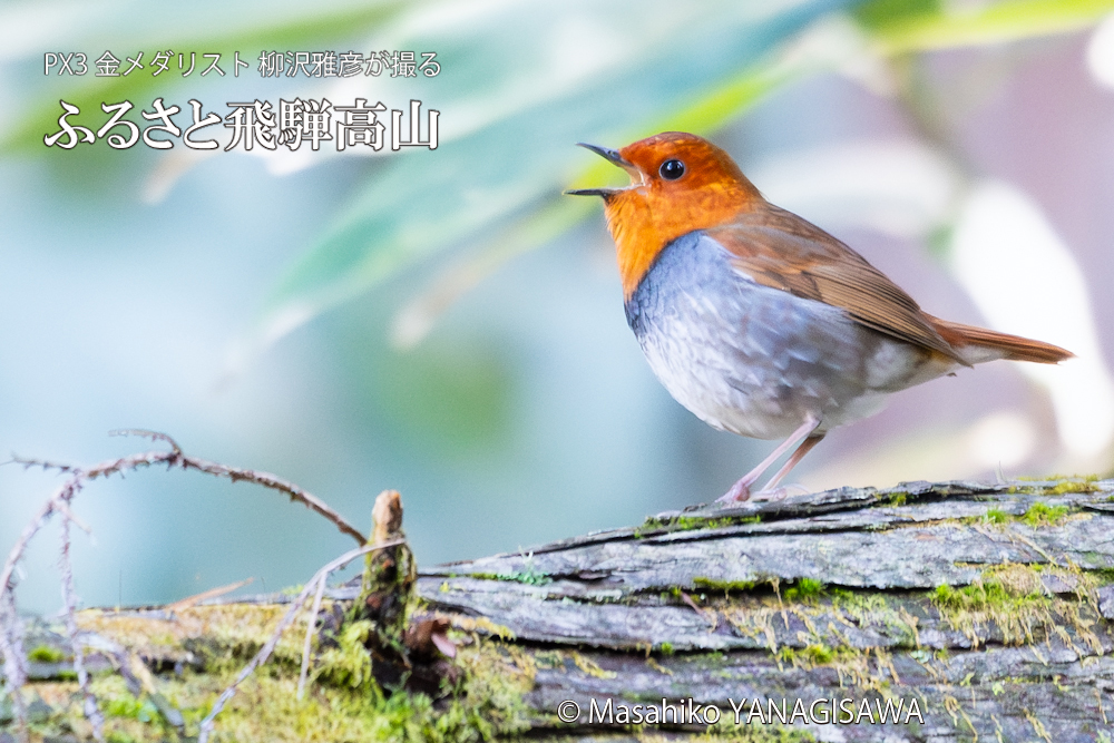 春の飛騨高山(コマドリ)　撮影・柳沢雅彦