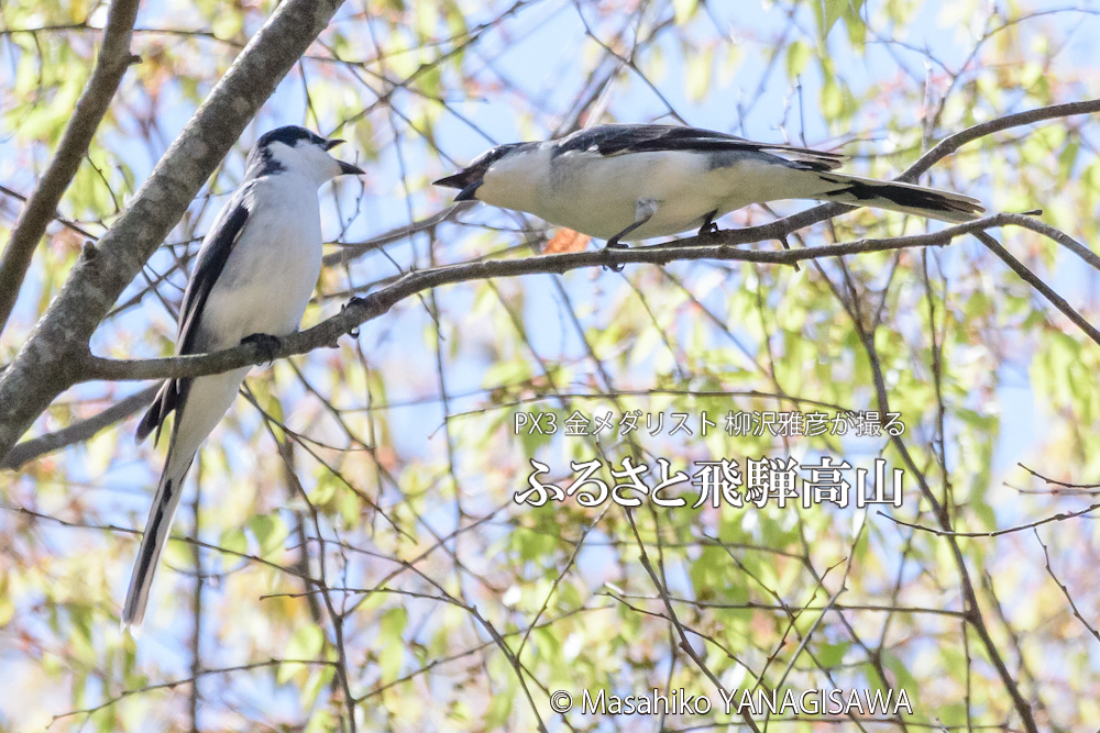 春の飛騨高山(サンショウクイ)　撮影・柳沢雅彦