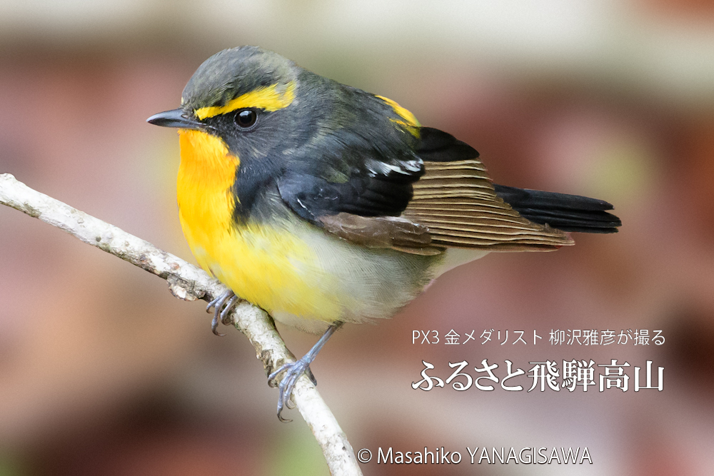 春の飛騨高山(キビタキ)　撮影・柳沢雅彦