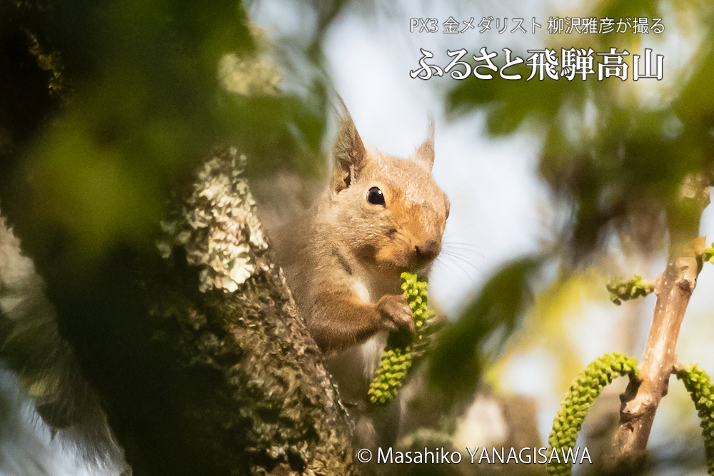 春の飛騨高山(二ホンリス)　撮影・柳沢雅彦