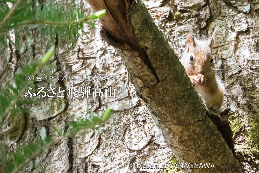 春の飛騨高山(二ホンリス)　撮影・柳沢雅彦