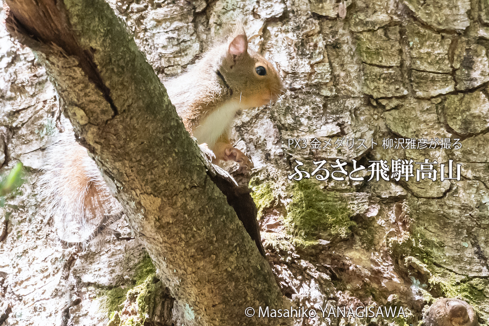 春の飛騨高山(二ホンリス)　撮影・柳沢雅彦