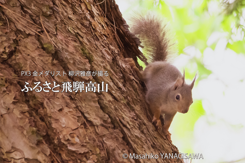 春の飛騨高山(二ホンリス)　撮影・柳沢雅彦