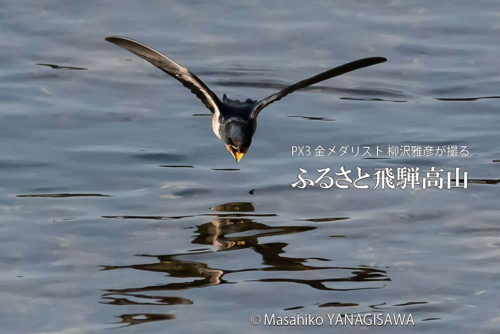 春の飛騨高山(ツバメ)　撮影・柳沢雅彦