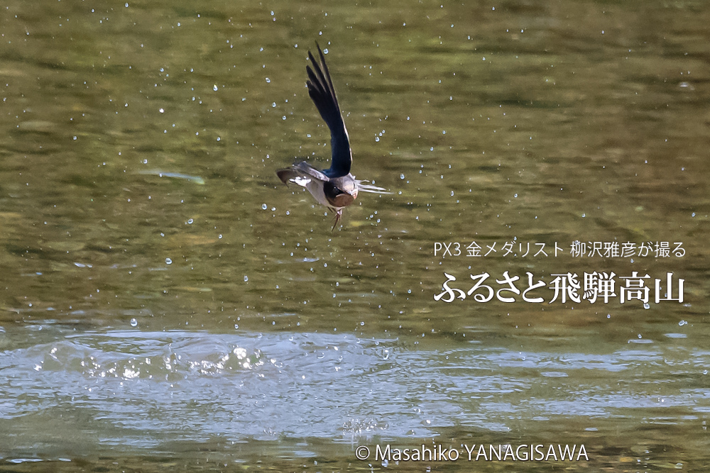 春の飛騨高山(ツバメ)　撮影・柳沢雅彦