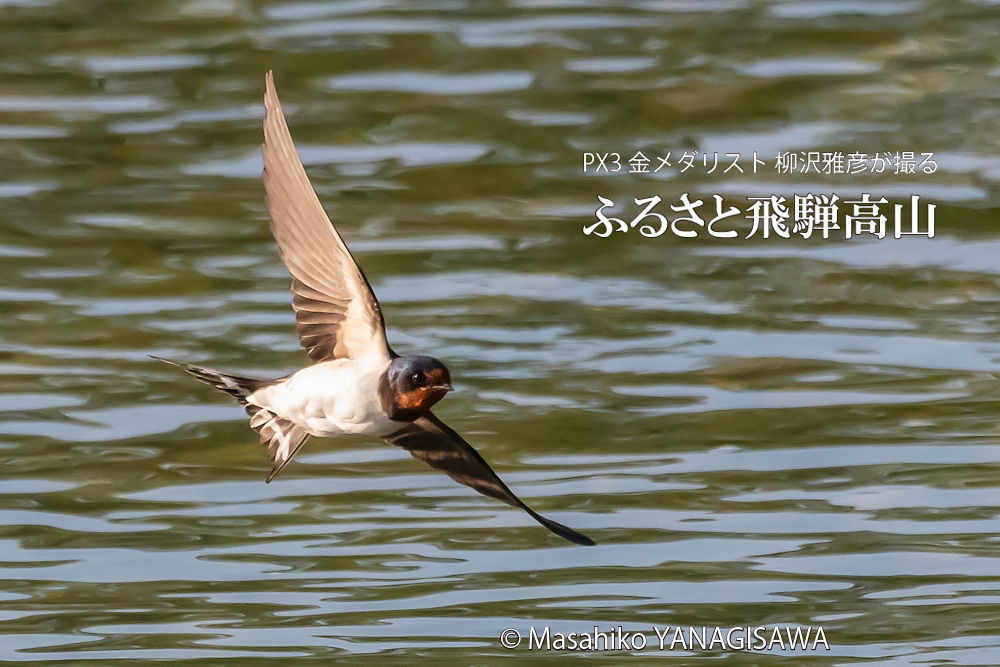 春の飛騨高山(ツバメ)　撮影・柳沢雅彦