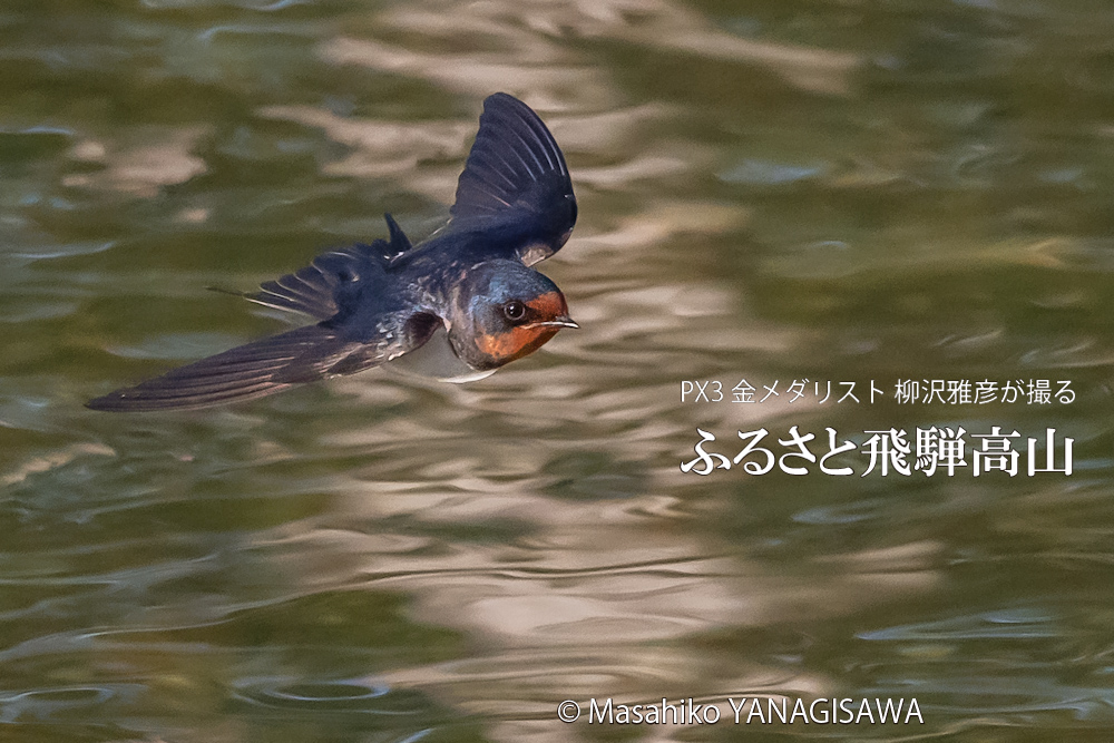 春の飛騨高山(ツバメ)　撮影・柳沢雅彦