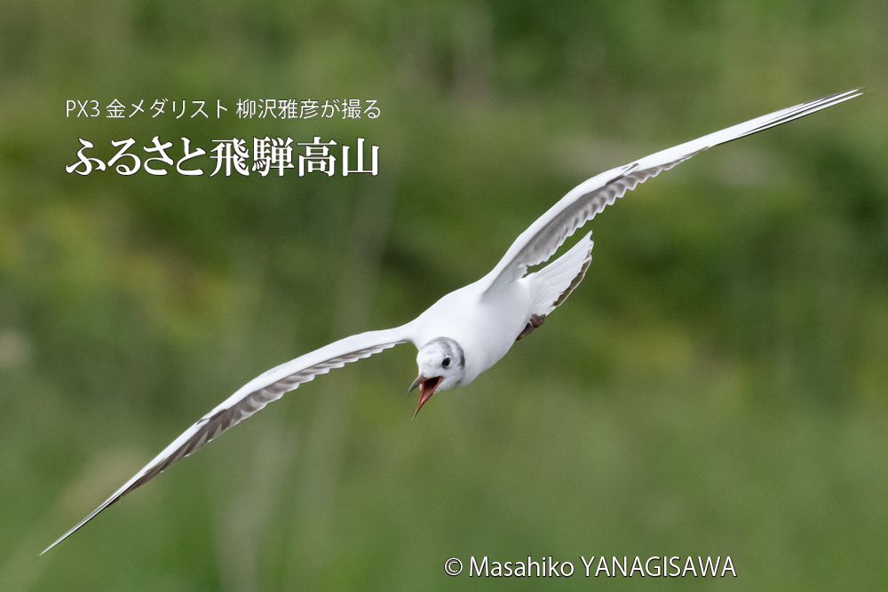 春の飛騨高山(ユリカモメ)　撮影・柳沢雅彦