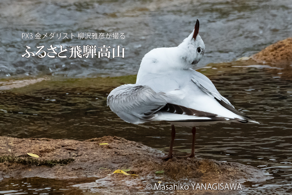 春の飛騨高山(ユリカモメ)　撮影・柳沢雅彦