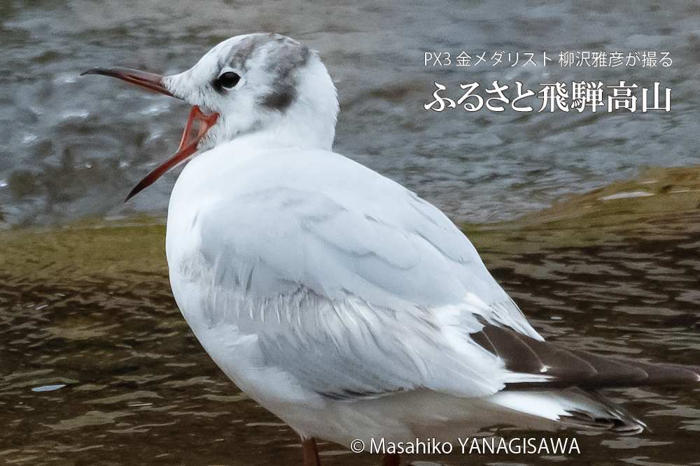 春の飛騨高山(ユリカモメ)　撮影・柳沢雅彦