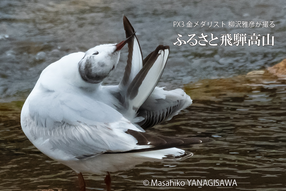 春の飛騨高山(ユリカモメ)　撮影・柳沢雅彦