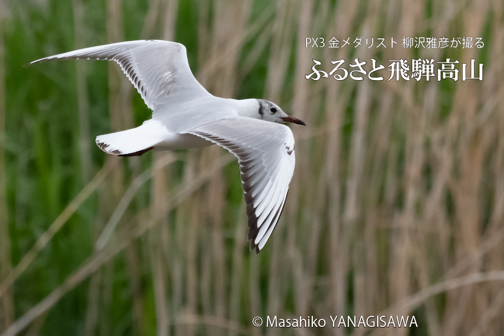 春の飛騨高山(ユリカモメ)　撮影・柳沢雅彦