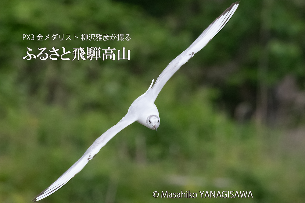 春の飛騨高山(ユリカモメ)　撮影・柳沢雅彦