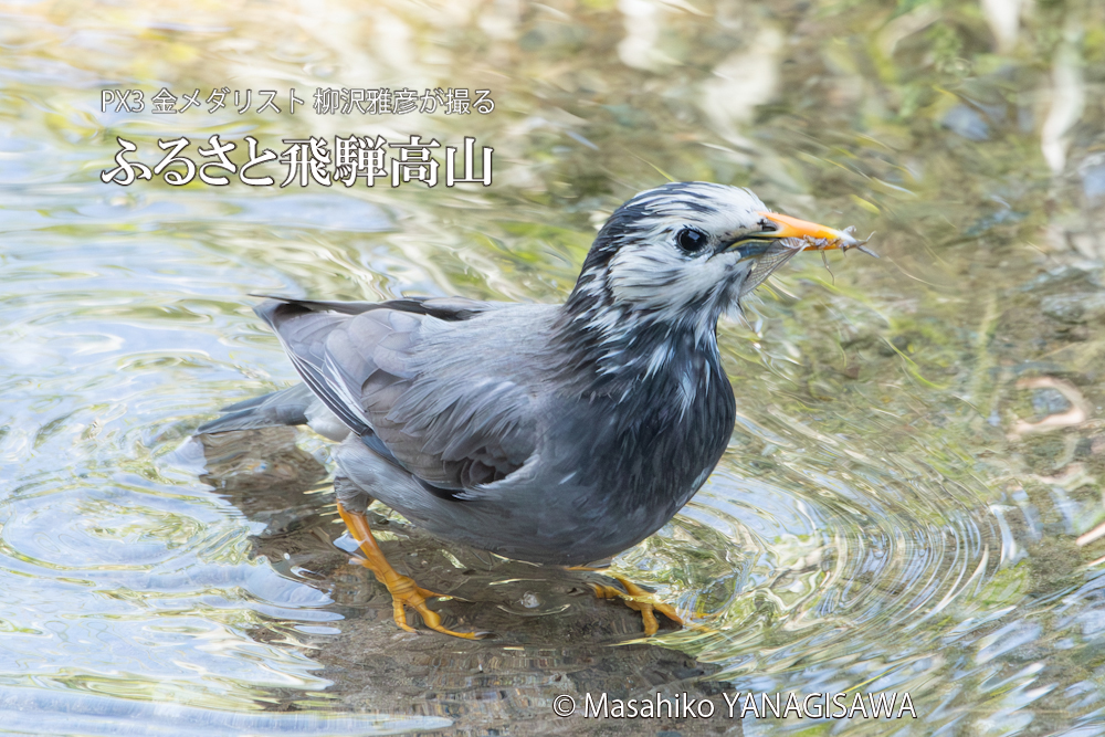 春の飛騨高山(ムクドリ)　撮影・柳沢雅彦