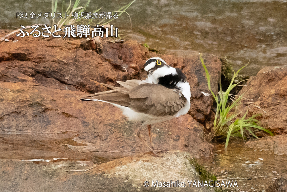 春の飛騨高山(イカルチドリ)　撮影・柳沢雅彦