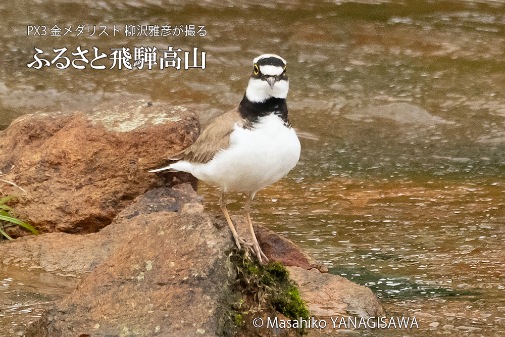 春の飛騨高山(イカルチドリ)　撮影・柳沢雅彦