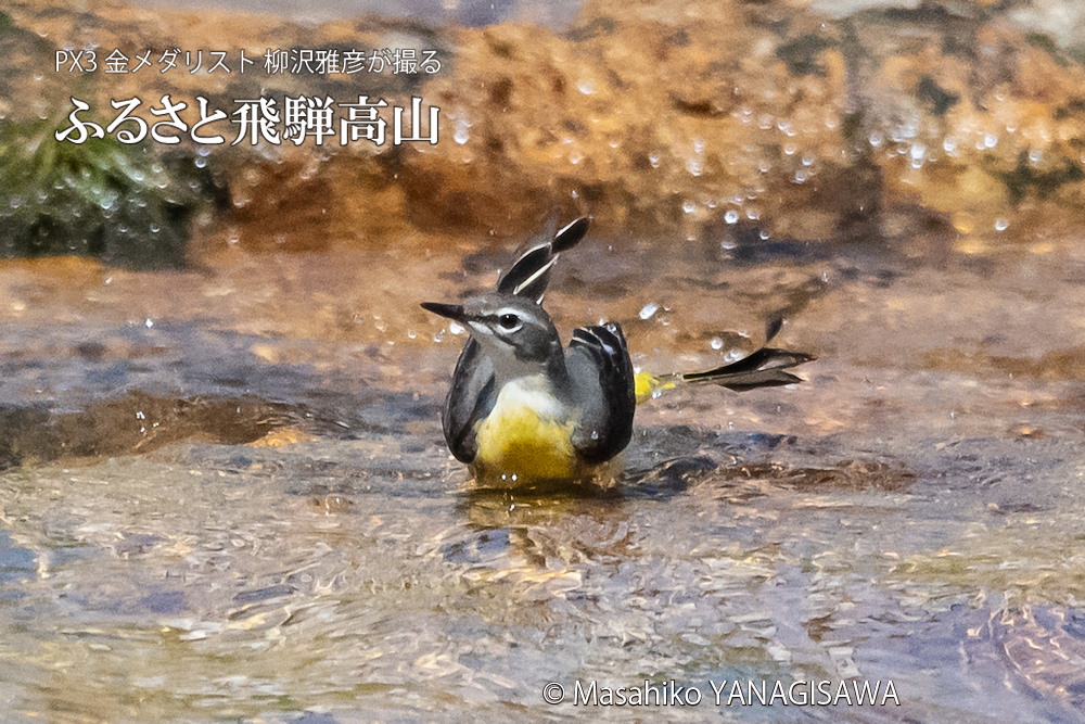 春の飛騨高山(キセキレイ)　撮影・柳沢雅彦