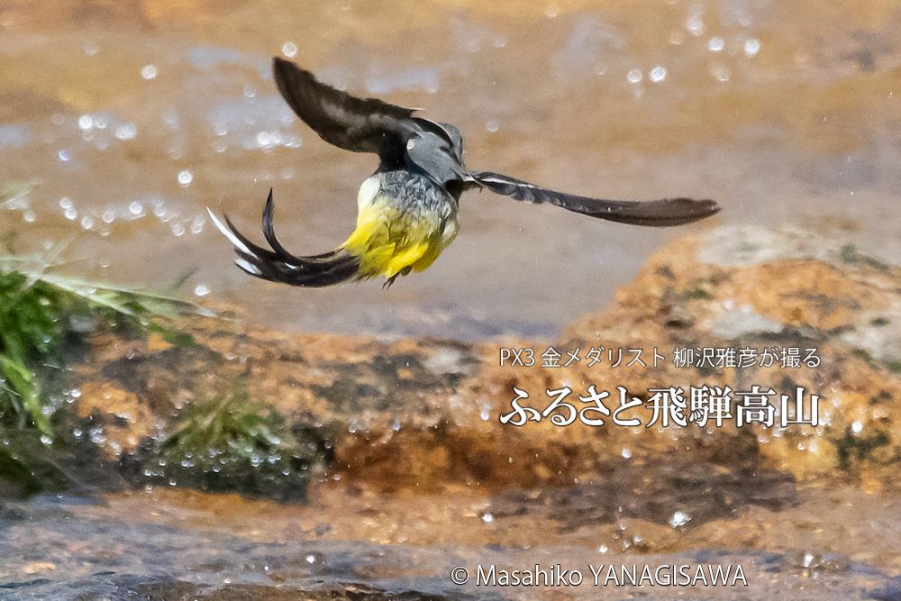 春の飛騨高山(キセキレイ)　撮影・柳沢雅彦