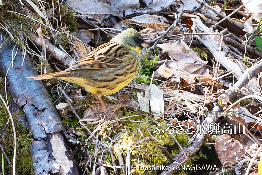 春の飛騨高山(アオジ)　撮影・柳沢雅彦