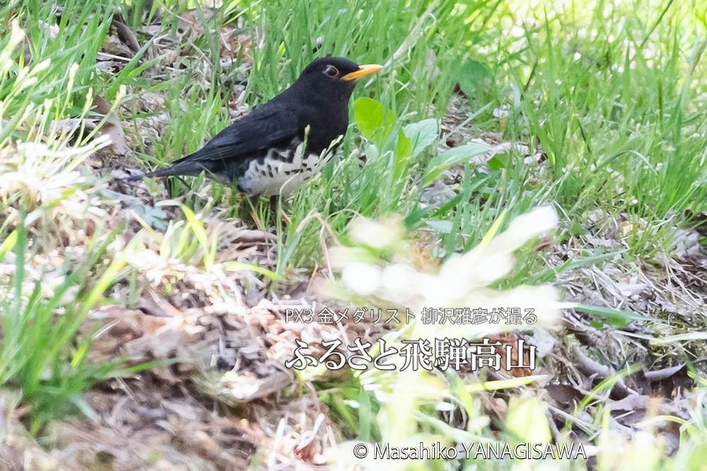 春の飛騨高山(クロツグミ)　撮影・柳沢雅彦