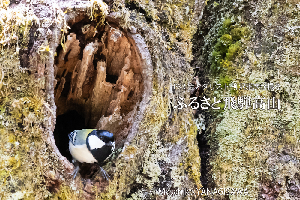 春の飛騨高山(シジュウカラ)　撮影・柳沢雅彦