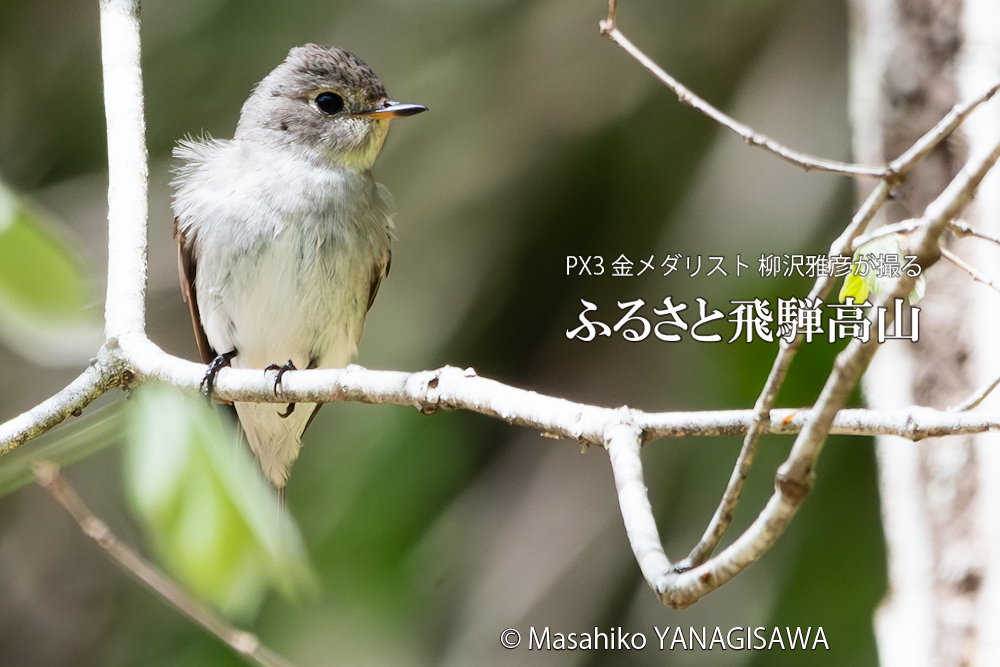 春の飛騨高山(コサメビタキ)　撮影・柳沢雅彦