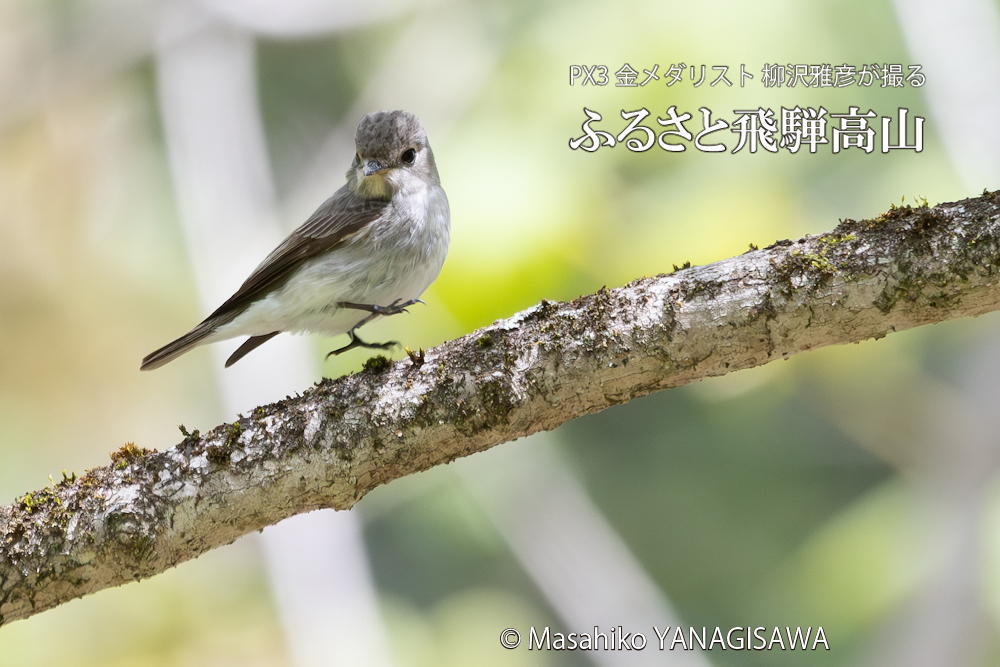 春の飛騨高山(コサメビタキ)　撮影・柳沢雅彦