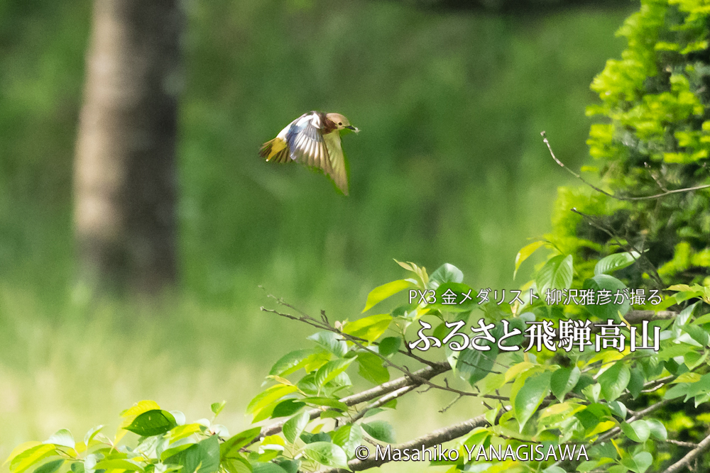 春の飛騨高山(コムクドリ)　撮影・柳沢雅彦