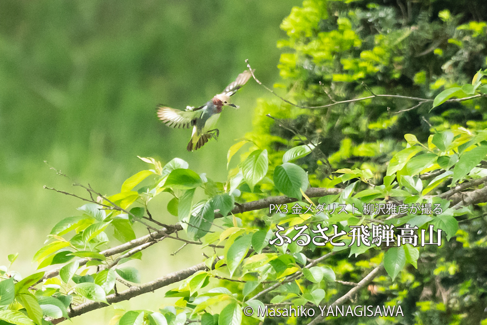 春の飛騨高山(コムクドリ)　撮影・柳沢雅彦