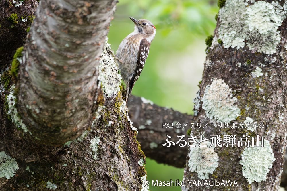 春の飛騨高山(コゲラ雄)　撮影・柳沢雅彦