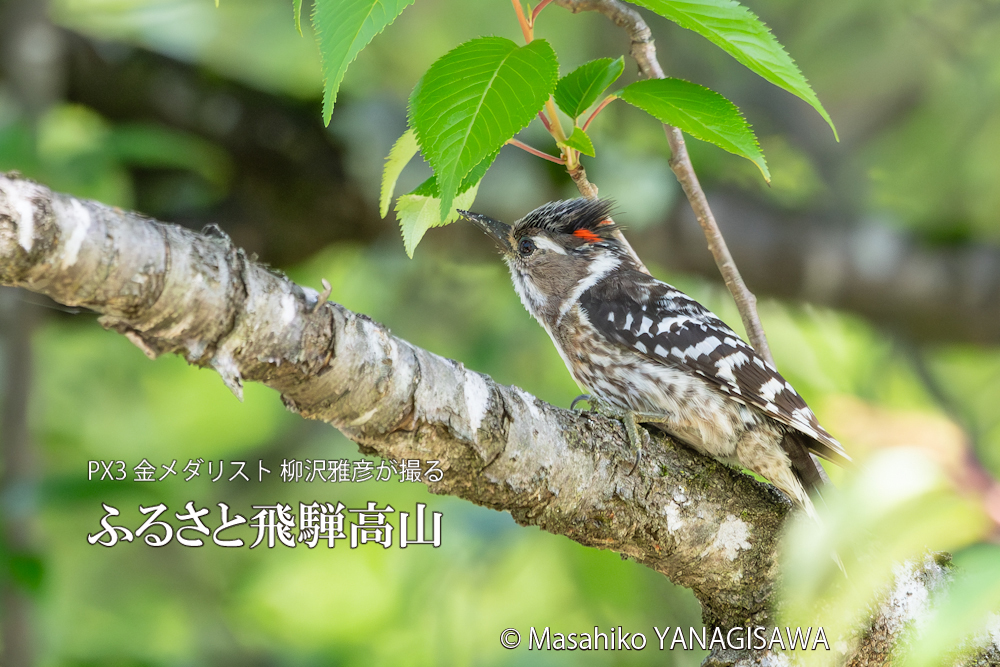 春の飛騨高山(コゲラ雄)　撮影・柳沢雅彦