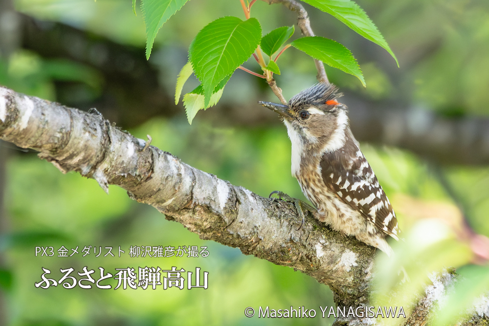 春の飛騨高山(コゲラ雄)　撮影・柳沢雅彦