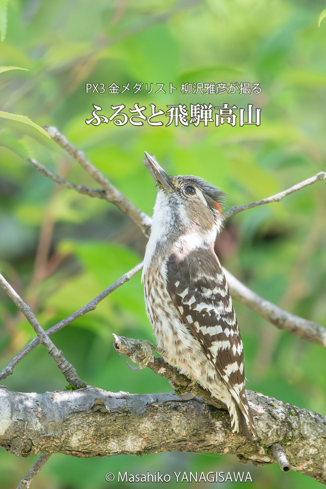 春の飛騨高山(コゲラ雄)　撮影・柳沢雅彦