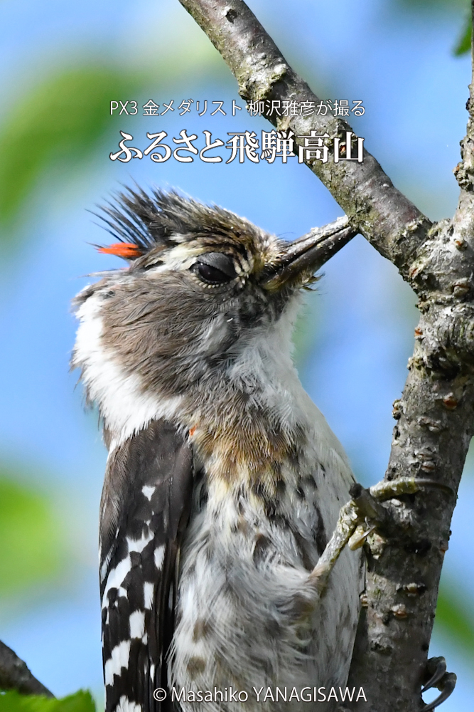 春の飛騨高山(コゲラ雄)　撮影・柳沢雅彦