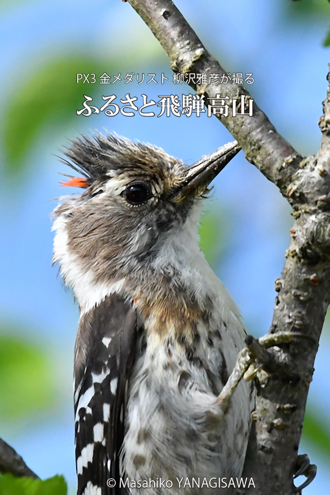 春の飛騨高山(コゲラ雄)　撮影・柳沢雅彦